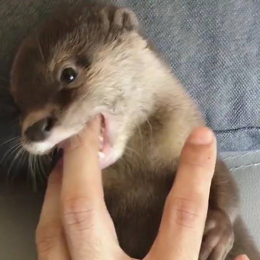 Vicious otter attack 😱👀 | UNILAD