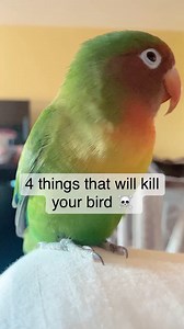 Who knew there were so many household dangers to your pet parrot? It’s important to be aware of them all, from obvious to not-so-obvious ⛔️☠️That’s why we created our “Household Dangers” Guide! This FREE PDF includes a list of safe twigs, foliage, and branches as well as a complete list of household toxins to be aware of when it comes to bird-proofing your home. Available for download at BirdTricks.com 🦜 #householddangers #birdproofing #toxins #safety #parrots #birds #birdtricks #petparrot #pet