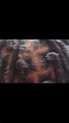 Ton Ton (@user493373661874)’s videos with AND 1 - Cal Scruby