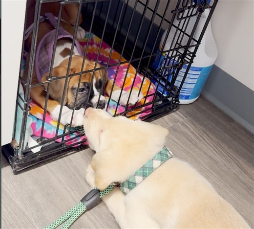 Puppy Make-out Session! Rated R for ridiculously cute! We've caught a full-blown case of puppy love right here in the hospital. Diagnosis: smitten and bitten by the love bug! #puppy #dog #puppylove #dog #cute #labrador #boxer #toocute | Dr. Melissa Magnuson, The Conscious Vet