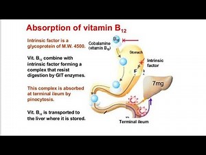 Mechanisms for Absorption of Vitamin B12 ; Active process and passive process