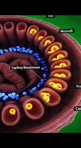 Intestinal Villi 3D Animation | How Villi helps in nutrient absorption #3dscienceproject