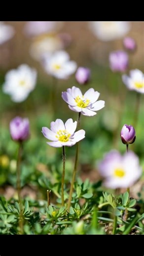 when spring arrives with rainbows 🌈 #aesthetic #viral