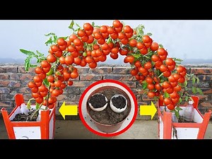 Grow Tomatoes FAST With This Easy Method Insane Harvests!