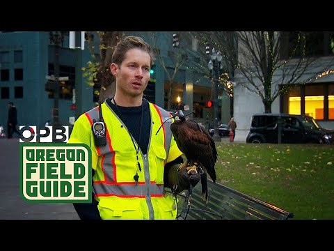 Urban Falconry in Portland | Challenges with winter crow migrations in cities | Oregon Field Guide