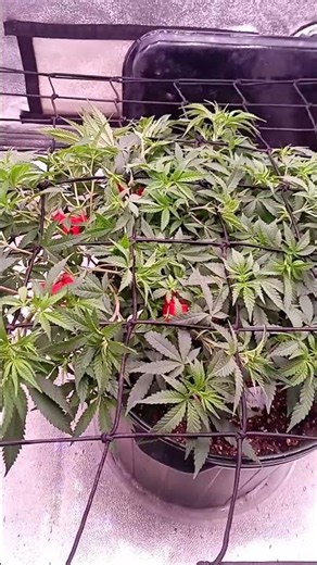 Scrog Technique Tutorial