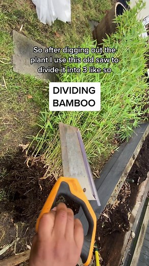 Creating Privacy with Dividing Bamboo in Your Garden