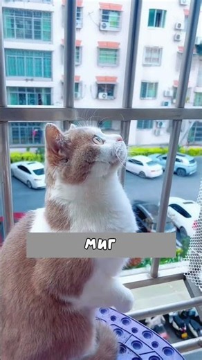Cat and kitty fell in love at first sight ❤️ #cats #animals #shorts