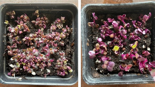Over the Garden Gate: How to grow microgreens indoors
