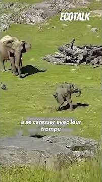 The complex language of elephants!