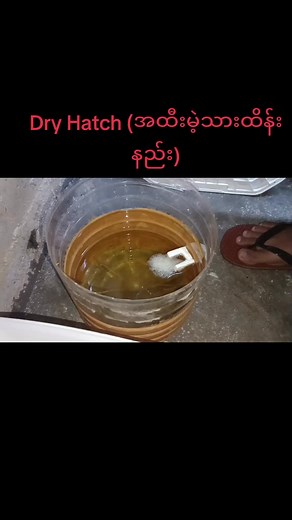 Betta Breeding Part 5: Dry Hatch Techniques