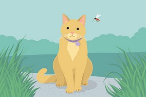 How to Spot, Treat, & Prevent Heartworms in Cats