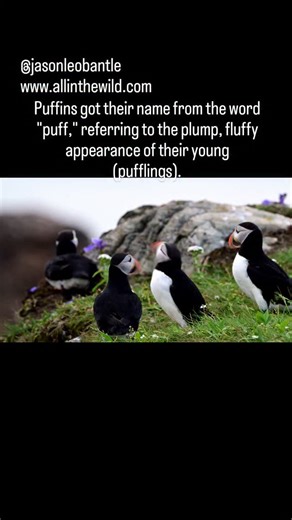 Newfoundland's puffin, an incredible and very intellegent bird. #puffin #newfoundland #naturelovers #naturephotography | All in the Wild