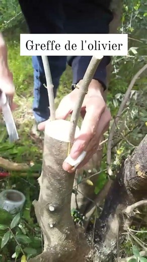 The secret to a 100% successful olive tree graft! #nature #flowers #olivetree #grafting #agriculture