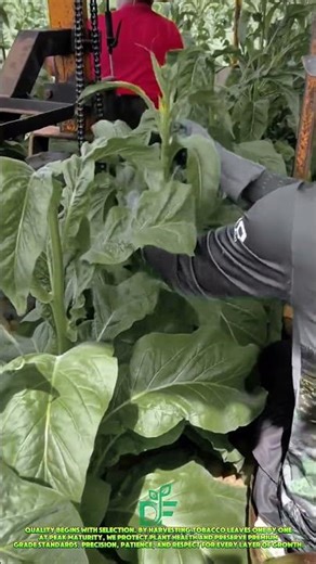 Harvesting Premium Tobacco Leaves by Hand