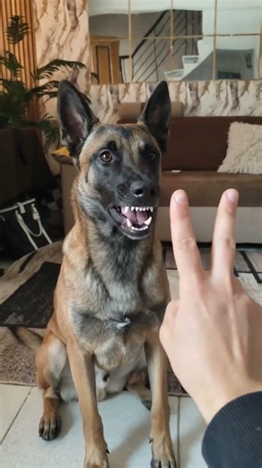 This breed never settles for average.