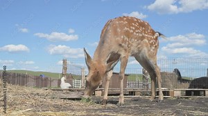 Sika deer walks in a zoo, animal farm