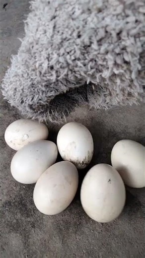 Wow #cat #edms #music #animals #cute #nature #cow