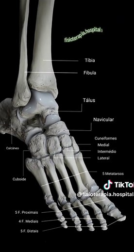 Anatomia dos Ossos do Pé Humano e Sua Função