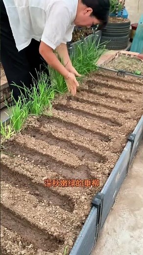 Before sowing, make shallow furrows, water the furrows thoroughly, spread the seeds evenly