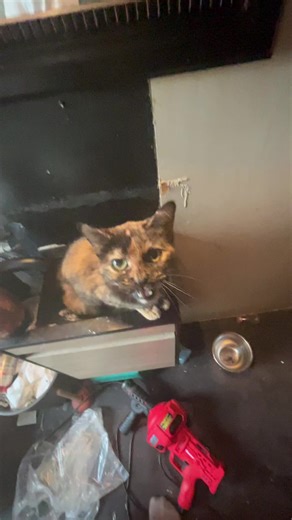 Cat Finds Comfy Bed in Sink