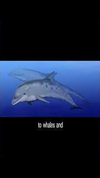 Evolution of cetaceans