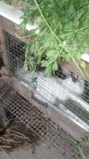 Rabbit Care Tips for a Healthy Environment