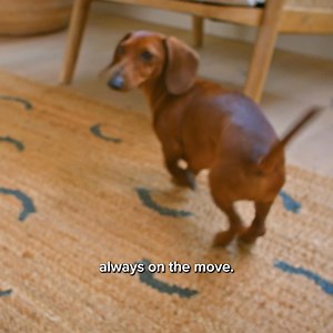 Small dogs have unique nutritional needs. Freshpet’s nutrient-dense recipes are specially formulated for smaller breeds. | Freshpet