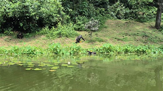 🍃 Pause nature à Lola ya Bonobo ! Un petit aperçu des bonobos en train de savourer leur repas dans l’enclos forestier – une scène simple, mais tellement précieuse. 🌿👐 Envie de découvrir plus de vidéos et photos exclusives ? Abonnez-vous à notre newsletter pour ne rien manquer de la vie de nos bonobos ! 👉 https://www.amisdesbonobos.org/abonner #Bonobos #VieSauvage #Conservation #LolaYaBonobo #semiliberté #réhabilitation 🎥 : Valérie Aubert | Les Amis des Bonobos