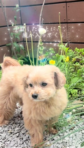 今日はとても風が強くて 手放すことも 力を抜くことも きっと生きる力のひとつ 手放したあとに 風が入ってくる日 そんな日が あってもいいのかもしれません 風に揺れる野草と マルプー #マルプー #犬のいる暮らし #エモい日常 #癒し動画 #windscape
