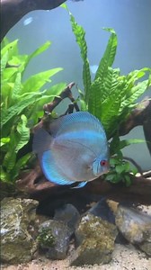 Cobalt Blue Discus #discus #discusaquarium #discustank #communitytank #discusfish #discuss