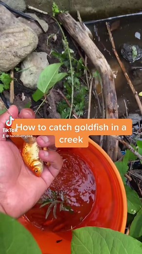 Catching pet goldfish with biologists #electrofishing #creek #biologist #goldfish #fish