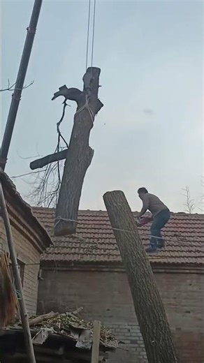 How to Safely Cut a Tree Near Your House #Sho
