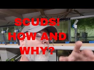 Scuds! How and Why.
