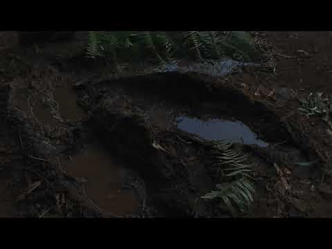 Dinosaur footsteps sound effects