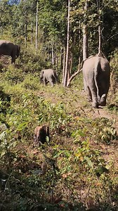 Physical Characteristics of the Asian Elephant The Asian elephant (Elephas maximus) has the following key physical characteristics: General Characteristics It is the largest land mammal in Asia. Scientific name: Elephas maximus. Average lifespan is approximately 60–70 years. Size and Body Structure Shoulder height ranges from 2 to 3.5 meters. Body weight ranges from 3,000 to 5,000 kilograms. The body is large and robust, with short but thick legs capable of supporting its heavy weight. Head and 