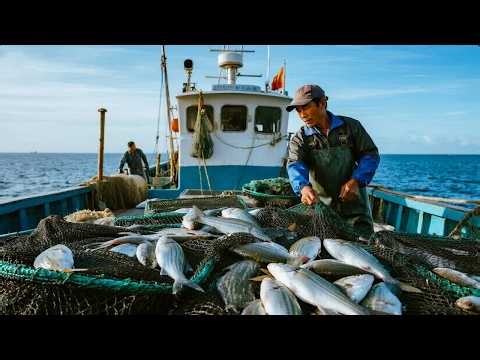 Today the perch production reached a new high again and big perch often bite the hook frequently.