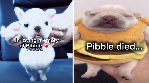 Pibble Death / Pibble is Dead | Know Your Meme