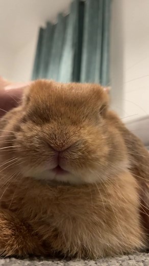 Do Rabbits Purr When They're Happy? The Truth Revealed
