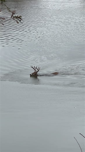 River warrior 🦌 #cbi #bucks #rut #deer | Drake Carter