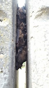 NJDEP| Fish & Wildlife | Bat Conservation