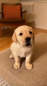 Puppy Lover on Reels