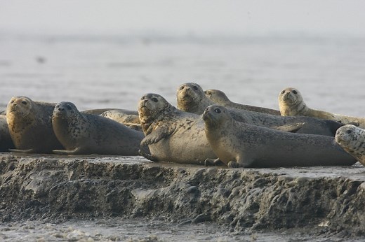 Dalian National Spotted Seal Nature Reserve