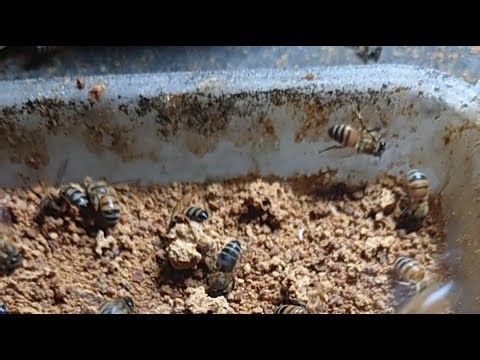 Beekeepers and stingless bee getting bee pollen #honey #beekeeper #beehive #nature #beelove #farm