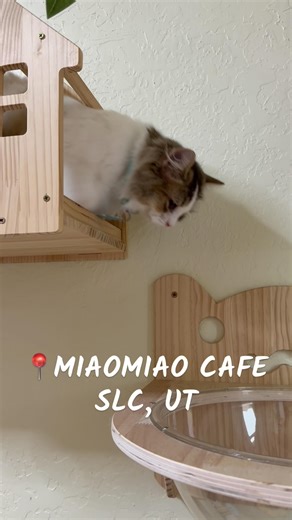36K views · 92 reactions | MiaoMiao Cafe - the newest Cat Cafe in SLC!  The cats and kittens are next door to the cafe and there’s a space for little ones or those with allergies to interact without as much contact. The staff is super friendly and the cafe has a great selection of drinks and fun snacks  we had such a blast checking it out! The cats are available so inquire with the staff for more details! 﫶 | Salt Lake City Weekly | Facebook