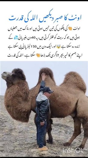 Amazing Camel 🐫 Facts #camel #naturefacts #wildlife #nature #shorts