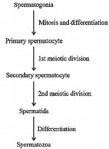 Case Study and Passage Based Questions for Class 12 Biology Chapter 3 Human Reproduction - Gurukul of Excellence