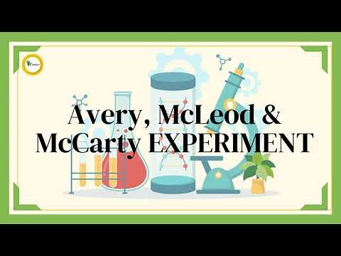 Avery, McLeod & McCarty Experiment | DNA as the Genetic Material