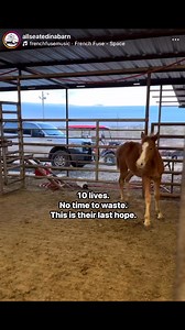 Right now, innocent horses are out of time, out of hope, and counting on US. Imagine the fear they feel, the confusion in their eyes. Hungry. Freezing. Separated from their families. Today it’s going to be freezing and they have no way to get away from that. Now imagine being the person who changes that—who gives them a second chance at life. Your donation isn’t just money—it’s their future. It is hope. It’s freedom. It’s life.—-Share this reel. Be their voice—-They don’t have much time, but tog