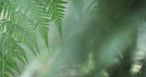 Close up a Nature fresh tropical green leaf in the garden ,4K Dci resolution